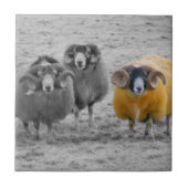 Schotse rammen tegeltje (Voorkant)