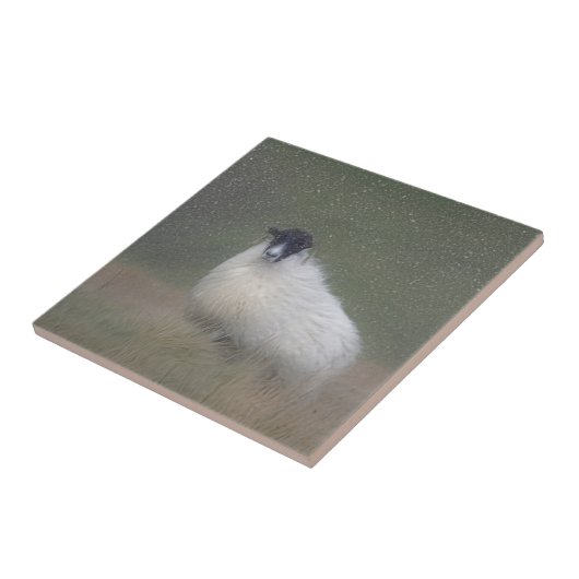 Schotse schapentiel tegeltje (Zijkant)