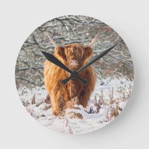 Schotse Schotse hoerse koe in de sneeuw Ronde Klok