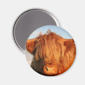 Schotse Schotse hoogland Koe - Schotland Magneet (Voorkant / Achterkant)