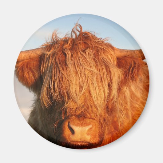 Schotse Schotse hoogland Koe - Schotland Magneet (Voorkant)