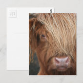 Schotse Schotse hooglandkoeien - Schotland Briefkaart (Voorkant / Achterkant)