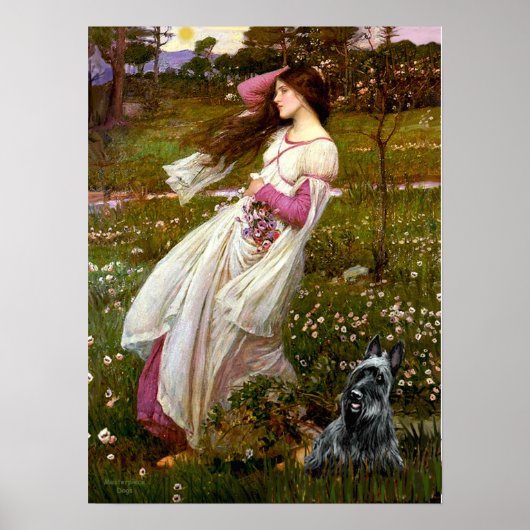 Schotse Terrier 3 - Windflowers Poster (Voorkant)