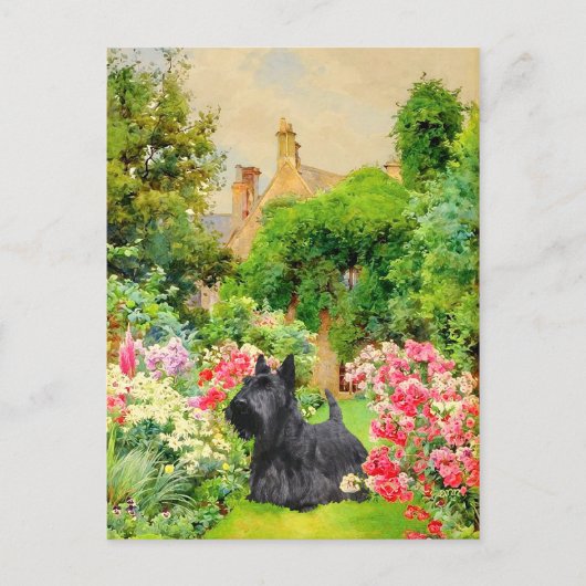 Schotse Terrier Ansichtkaart Briefkaart (Voorkant)