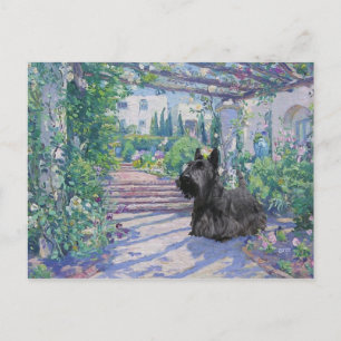 Schotse Terrier Ansichtkaart Briefkaart