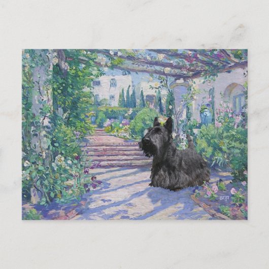 Schotse Terrier Ansichtkaart Briefkaart (Voorkant)