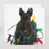 Schotse Terrier met kerstverlichting Feestdagenkaart (Voorkant / Achterkant)