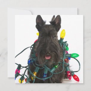 Schotse Terrier met kerstverlichting Feestdagenkaart