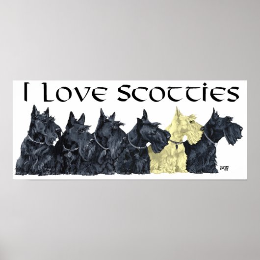 Schotse Terrier Poster (Voorkant)