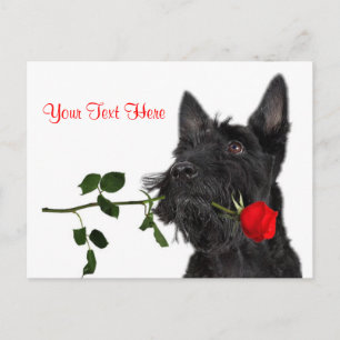 Schotse Terrier Puppy Red Rose Valentijn Design Feestdagenkaart