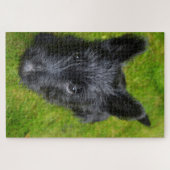 Schotse Terriër Puzzels. Legpuzzel (Horizontaal)