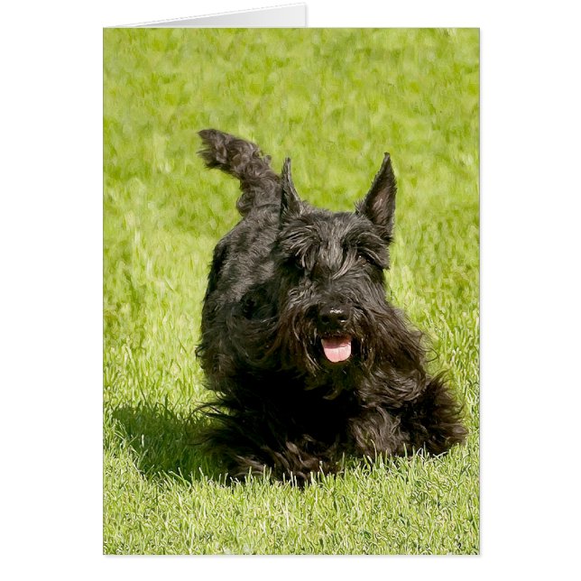 Schotse Terrier Rent Vrij (Voorkant)