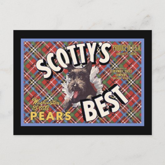 Schotse Terriër Scottys Beste Hond Briefkaart (Voorkant)