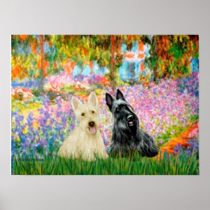 Schotse Terrier (twee BW) - Tuin Poster
