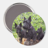 Schotse Terriers Magneet (Voorkant / Achterkant)