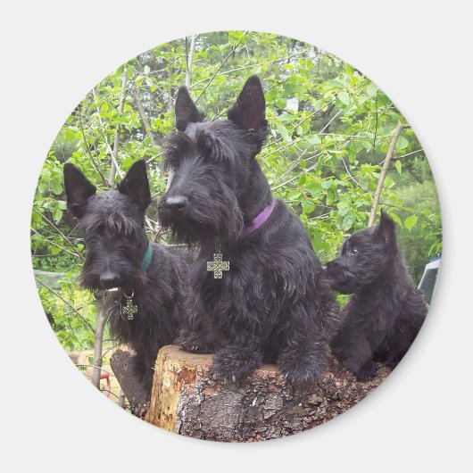 Schotse Terriers Magneet (Voorkant)