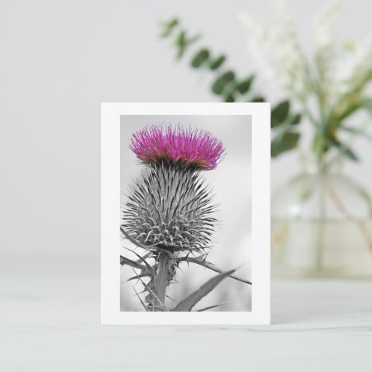 Schotse Thistle Briefkaart (Staand voorkant)