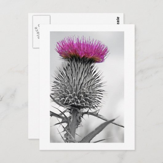 Schotse Thistle Briefkaart (Voorkant / Achterkant)