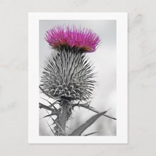 Schotse Thistle Briefkaart