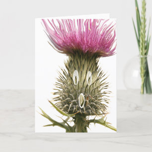 Schotse Thistle Greetings Card Kaart