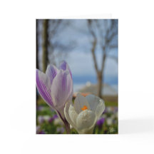 Schotse tulpen [wenskaart]