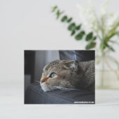 Schotse volkskat: denken aan jou briefkaart (Staand voorkant)