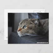 Schotse volkskat: denken aan jou briefkaart (Voorkant / Achterkant)