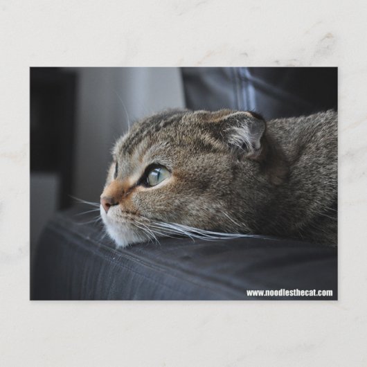 Schotse volkskat: denken aan jou briefkaart (Voorkant)