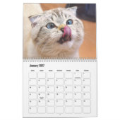 Schotse vouw kat kalender (Jan 2027)