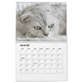 Schotse vouw kat kalender (Mar 2026)