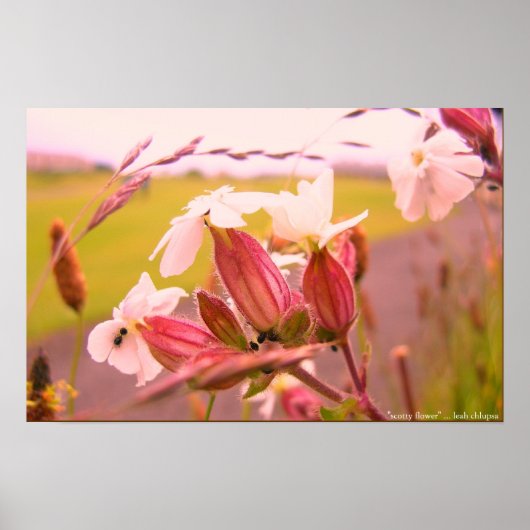 schottenbloem poster (Voorkant)