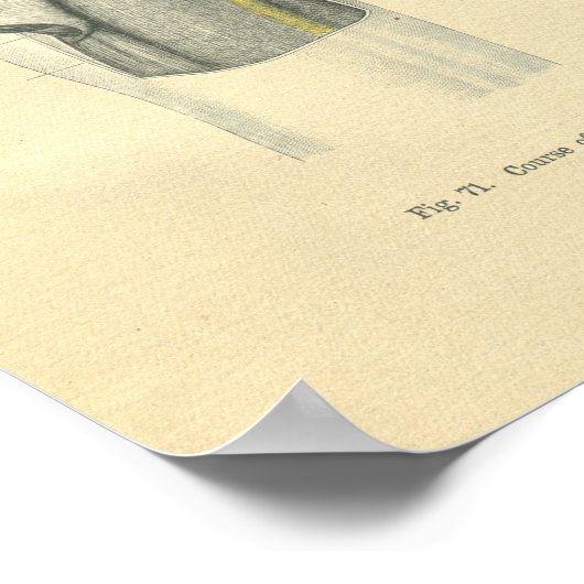 Schouder anatomische voorzijde Poster (Hoek)