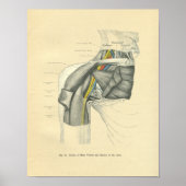 Schouder anatomische voorzijde Poster (Voorkant)