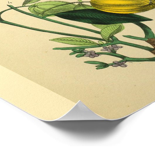 Schouder Armspier Anatomie Kunst Afdrukken Poster (Hoek)