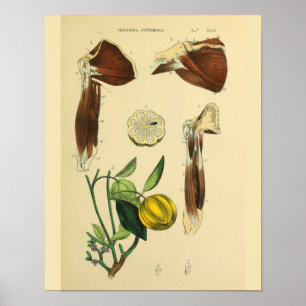 Schouder Armspier Anatomie Kunst Afdrukken Poster
