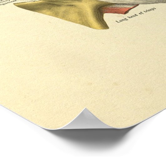 Schouder gezamenlijke anatomie Botten afdrukken Poster (Hoek)