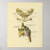 Schouder gezamenlijke anatomie Botten afdrukken Poster (Voorkant)