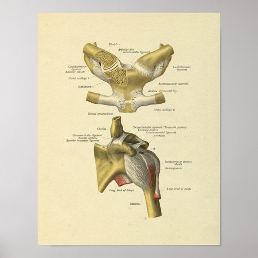 Schouder gezamenlijke anatomie Botten afdrukken Poster (Voorkant)