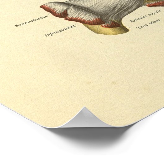 Schouder gezamenlijke Botten Anatomie Print (Hoek)