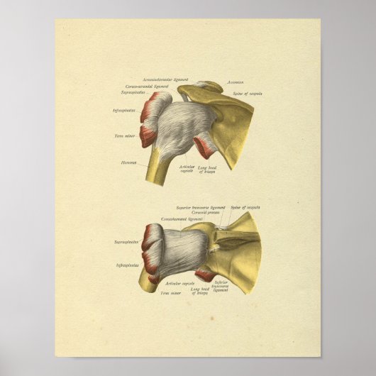 Schouder gezamenlijke Botten Anatomie Print (Voorkant)