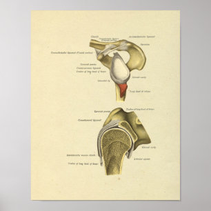 Schouder gezamenlijke ligamenten Anatomie Print