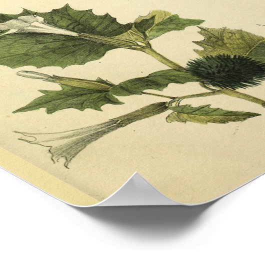 Schouder Jongeren Anatomie Kunst  afdrukken Poster (Hoek)