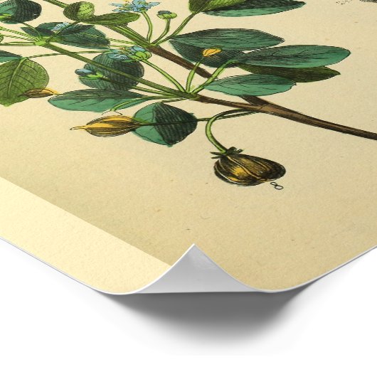 Schoudernekspieren Anatomie Kunst Afdrukken Poster (Hoek)