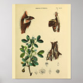 Schoudernekspieren Anatomie Kunst Afdrukken Poster (Voorkant)