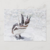 Schouderpinguïn Briefkaart (Voorkant)