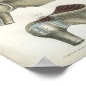 Schouderspieren Anatomie Afdrukken Poster (Hoek)