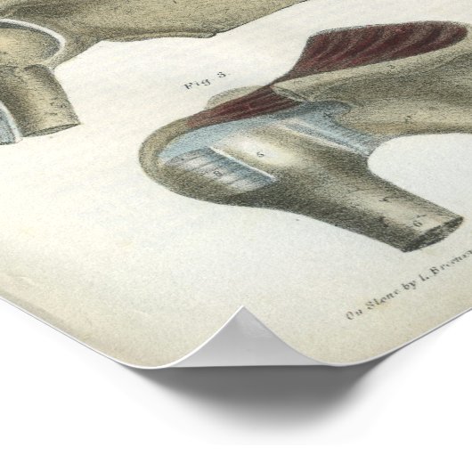 Schouderspieren  Anatomie Afdrukken Poster (Hoek)