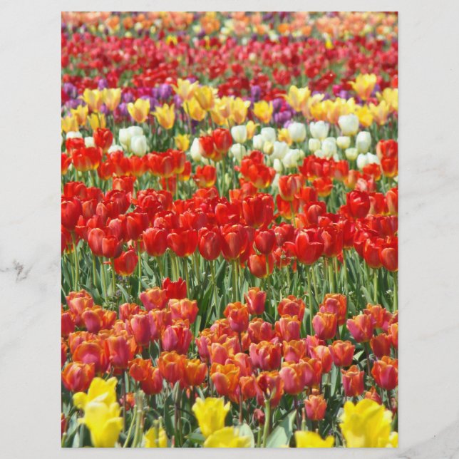 Schrapboekbriefpapier Kleurrijke Tulp Flora (Voorkant)