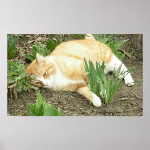 Schrapper in de tuin poster