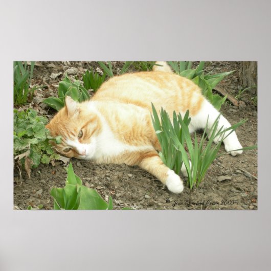 Schrapper in de tuin poster (Voorkant)